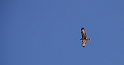 Buzzard - B